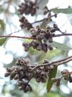 Eucalyptus lansdowneana