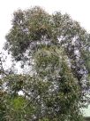 Eucalyptus lansdowneana