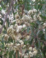 Eucalyptus piperita