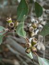 Eucalyptus platypus platypus