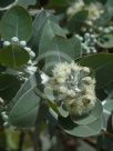 Eucalyptus pleurocarpa