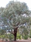 Eucalyptus polyanthemos