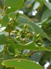 Eucalyptus punctata