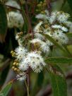 Eucalyptus racemosa