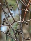 Eucalyptus racemosa