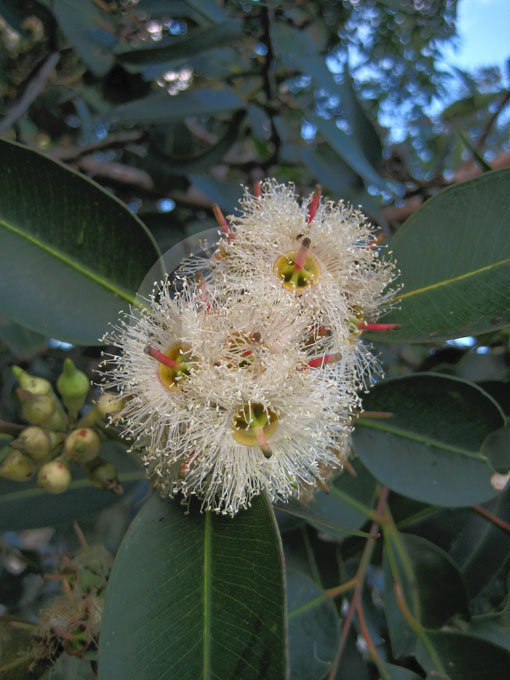 Eucalyptus robusta Swamp Mahogany information & photos