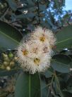 Eucalyptus robusta