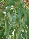 Eucalyptus rudis