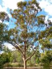 Eucalyptus salmonophloia