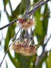 Eucalyptus sepulcralis