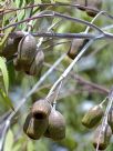 Eucalyptus sepulcralis