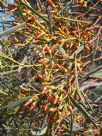 Eucalyptus spathulata