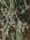 Eucalyptus spathulata