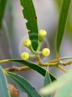 Eucalyptus stricta