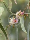 Eucalyptus tereticornis