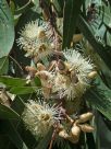 Eucalyptus tereticornis