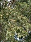 Eucalyptus tereticornis