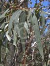 Eucalyptus viminalis