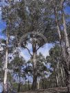 Eucalyptus viminalis