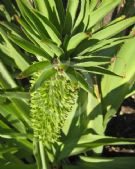 Eucomis pallidiflora