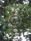 Eucryphia intermedia