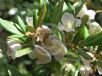 Eucryphia wilkiei