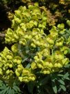 Euphorbia characias wulfenii