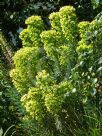 Euphorbia characias wulfenii