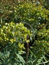 Euphorbia characias characias