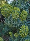 Euphorbia characias characias