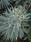 Euphorbia characias characias