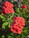 Euphorbia splendens