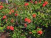 Euphorbia splendens