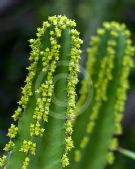 Euphorbia triangularis