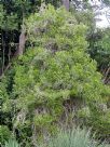 Euphorbia triangularis