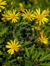 Euryops chrysanthemoides