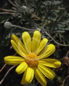 Euryops pectinatus