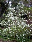 Exochorda racemosa