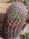 Ferocactus cylindraceus