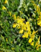 Genista spachiana