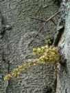 Gleditsia triacanthos