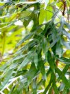 Grevillea edelfeltii