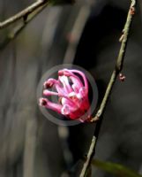 Grevillea hockingsii