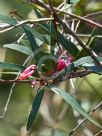 Grevillea hockingsii