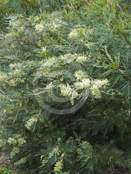 Grevillea Ivory Whip Ivory Whip Grevillea information & photos