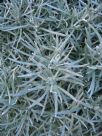 Helichrysum italicum serotinum