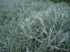 Helichrysum italicum serotinum