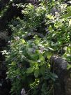 Heliotropium arborescens Aureum