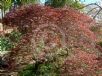 Acer palmatum (Dissectum Group) Seiryu