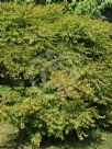 Acer palmatum (Dissectum Group) Seiryu